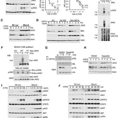 Cbl E3 Ligases Mediate Tpo Stimulated Jak2 Ubiquitination Degradation Download Scientific