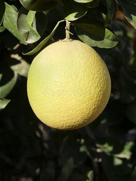 Fruit tree pomelo stock photo. Image of exotic, pomelo - 167096904