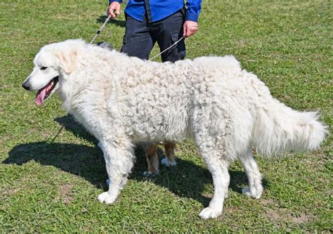 Hungarian Shepherd Dog Kuvasz Stock Photo Image Of Mountain Cold