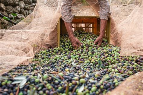 Premium Photo | The seasonal harvest of olives in puglia, south of italy