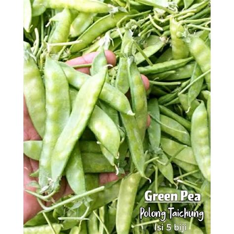 Jual Kapri Green Pea Polong Taichung Benih Shopee Indonesia