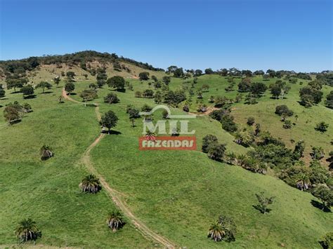 Mil Fazendas Fazenda Para Pecu Ria Intensiva Diferenciada Rea