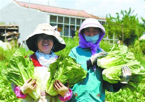 【乡村振兴在青海】“供港蔬菜”带来幸福前景——“乡村行 看振兴”系列报道④ 新闻中心 青海新闻网