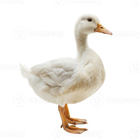 White pekin duck on isolated transparent background 43555754 PNG