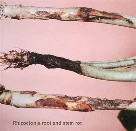 Rhizoctonia root and stem rot on soybean | UMN Extension