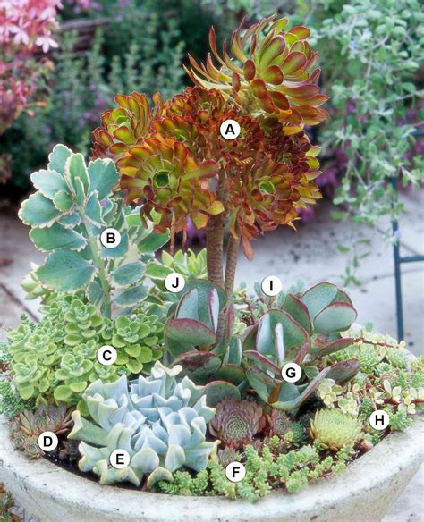 Succulent Container Garden Plans Better Homes And Gardens