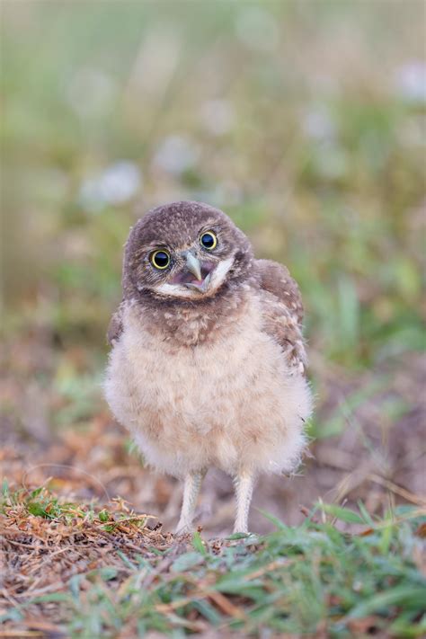 Re Visiting Cape Coral’s Burrowing Owls Arthur Morris Birds As Art