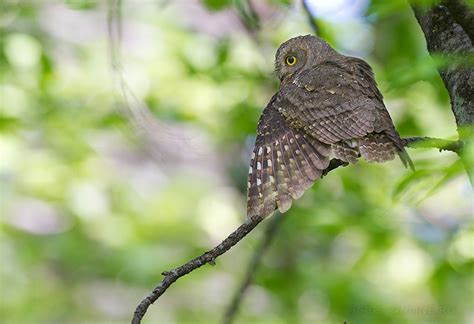 Совы большие и маленькие | Музей Филинов и Сов «ФилоСовия»
