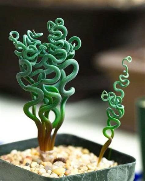 These 17 Unusual Plants Just Prove Nature Can Be Weird Sometimes