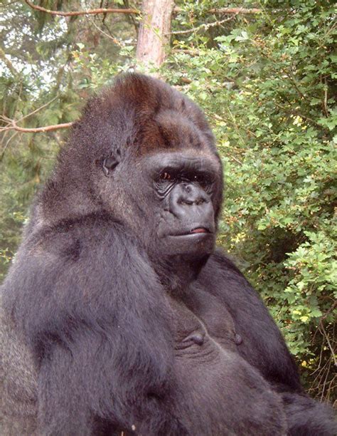 Famous Gorilla Koko Who Could Do Sign Language Has Died At The Age Of