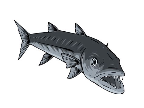 Barracuda fish vector 20806100 Vector Art at Vecteezy