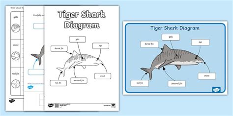 Tiger Shark Diagram Pack Profesor Hizo Twinkl