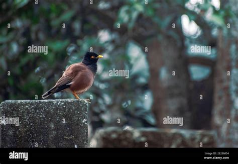 Mynah Birds Hi Res Stock Photography And Images Alamy