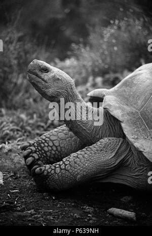 Galapagos Giant Tortoise Alcedo Volcano Crater Floor Isabela Island