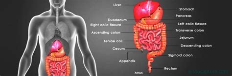 digestive system organs | organs of the digestive system