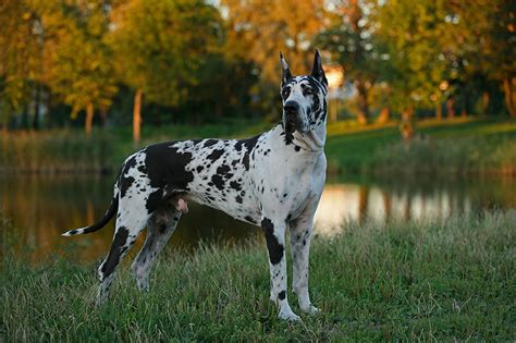 Fondos de Pantalla Perro Otoño Estanque Gran danés Hierba Animalia