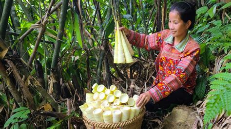 Harvest Bamboo Shoots At The End Of The Season To Sell The Life Of A