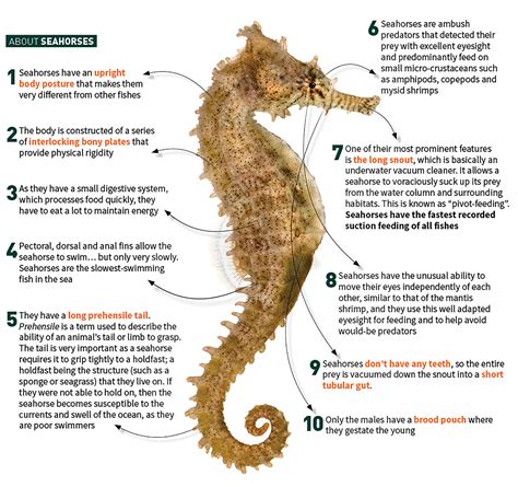 unravelling  seahorse marine biology exploration