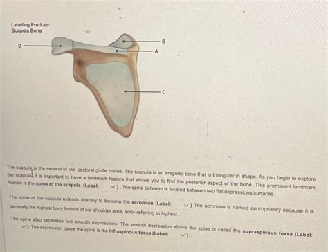 Solved The Clavicle Bone Is One Of Two Pectoral Girdle Chegg