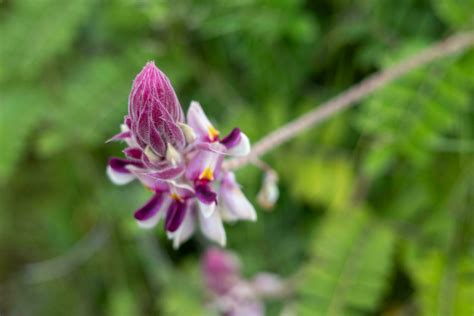 Orchid Mantis Stock Photos, Images and Backgrounds for Free Download