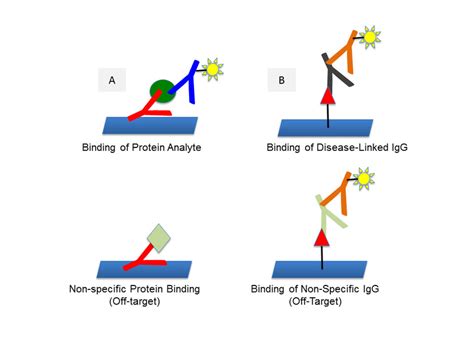 Schematic Representation Of Classical Immunoassays That Measure Levels