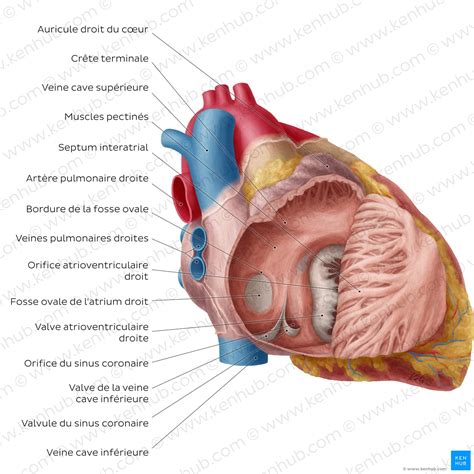 Anatomie du cœur localisation fonctionnement et schema Kenhub