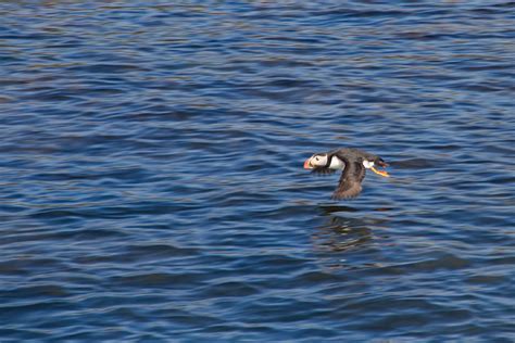 Puffin Spotting - Iceland For 91 Days