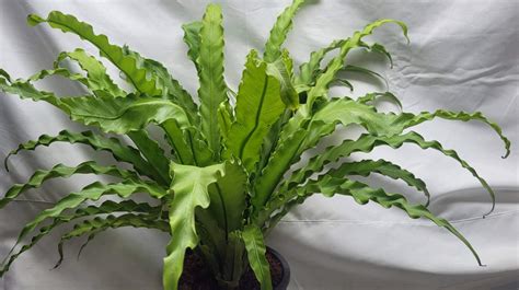 Asplenium Antiquum Osaka Tropics Home