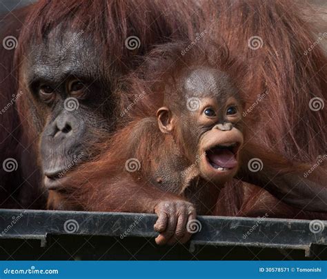 Orangutan - Baby With Funny Face Stock Image - Image: 30578571