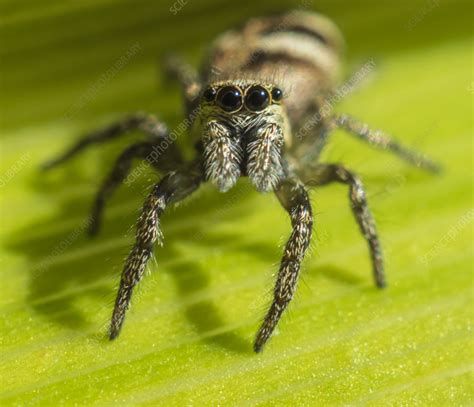 Zebra jumping spider - Stock Image - C059/0082 - Science Photo Library