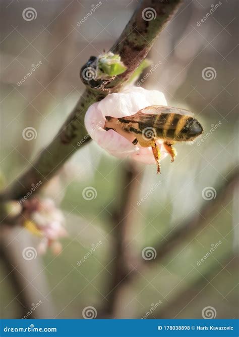 Bee Stuck In A Blossom Stock Photo Image Of Plant Wildlife 178038898