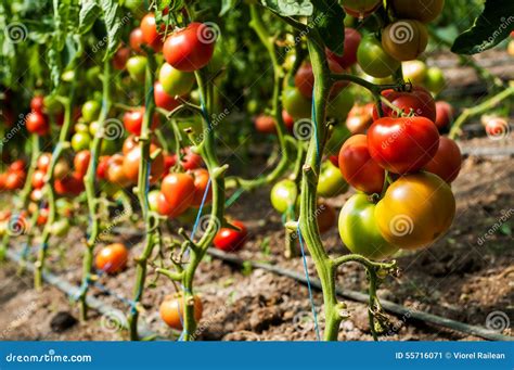 Plantas De Tomate Que Crescem Dentro De Uma Estufa Imagem De Stock