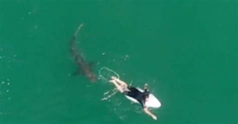 Unsettling Drone Video Shows Surfers Close Encounter With Massive