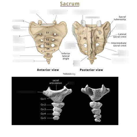 Sacrum And Coccyx Diagram Quizlet