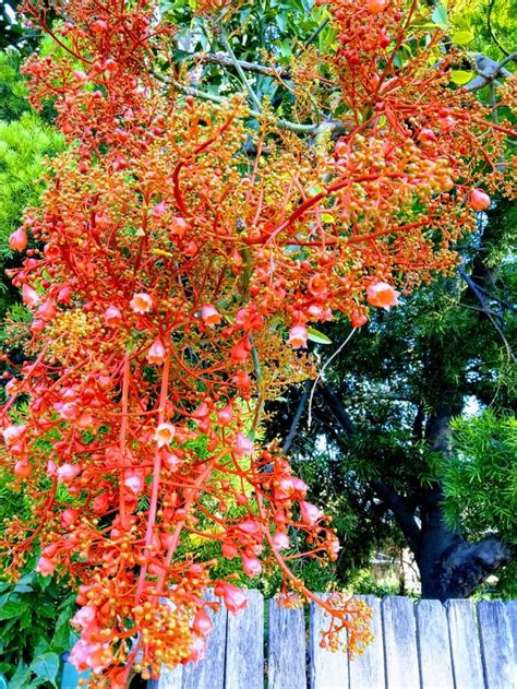 Illawarra Flame Tree 槭葉酒瓶樹 | Native plants, Planting flowers ...