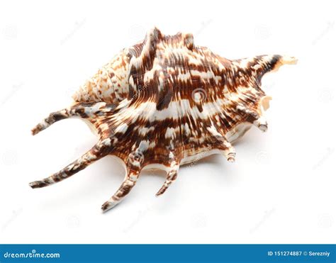 Beautiful Sea Shell On White Background Stock Image Image Of Ecology