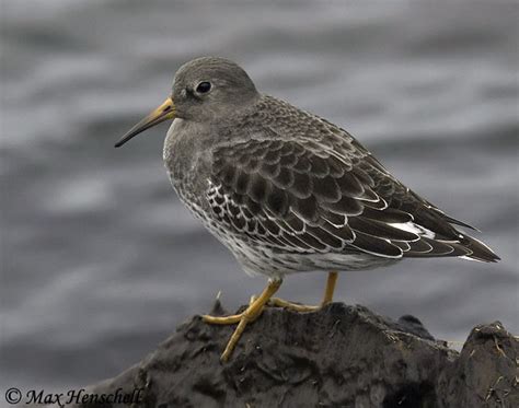 Rock Sandpiper - Species Information and Photos