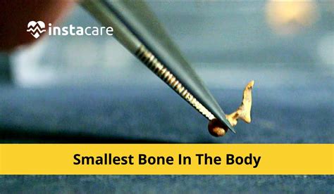 Smallest Bone In The Human Body Everything You Need To Know