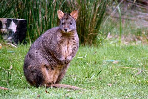 Tasmanian Pademelon | Pademelon, Animals, Tasmanian