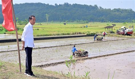 Jokowi Pompanisasi Upaya Pemerintah Jaga Stok Pangan Dan Tingkatkan