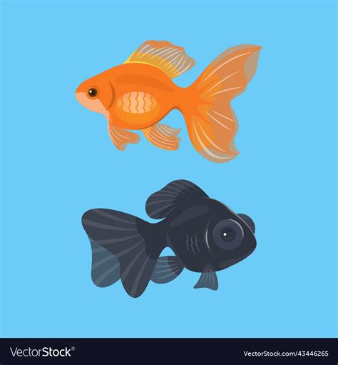 Red And Black Goldfish Isolated In Blue Background