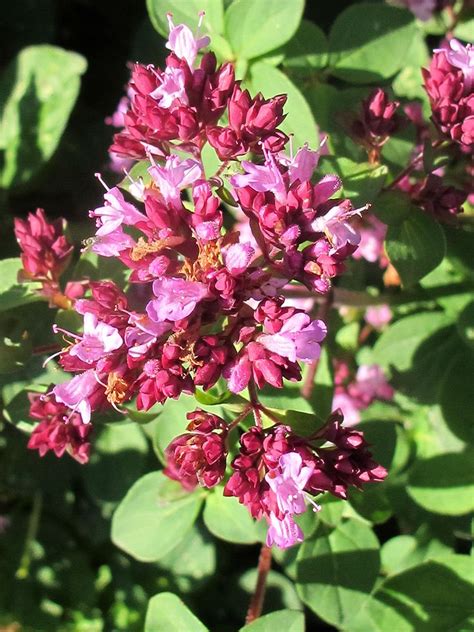 Ornamental oregano | Botanical gardens, Foliage, Plants