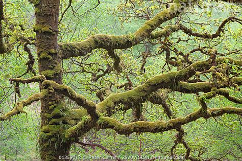 Stock Photo Of Moss Covered Branches Of Sessile Oak Tree Quercus