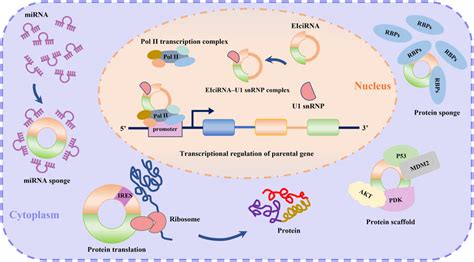 Biological Functions Of Circrnas Download Scientific Diagram