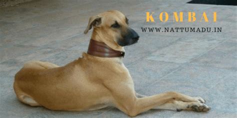 Kombai Combai Hound Dog Breed. - Native Breed.org