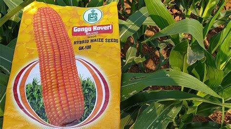 Ganga Kaveri Hybrid Corn Gk 100🌽 Youtube