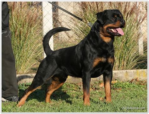 Quasimodo from Royal Breed - www.earlantonius.com