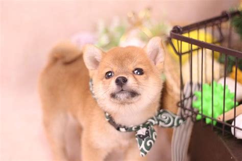 柴犬處於「痛苦」的6大表現，網友：主人要心疼了 每日頭條