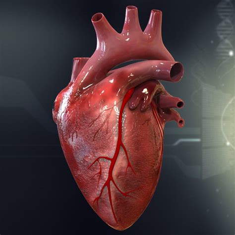3d human heart anatomy model