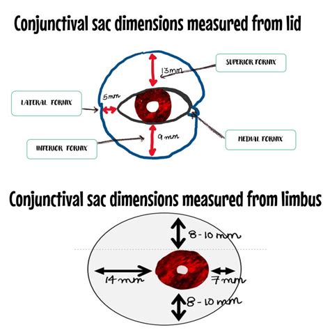 Conjunctiva Anatomy And Physiology Overview Insight Ophthalmology